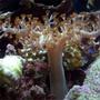 corals inverts - paralemnalia sp. - tree coral stocking in 14 gallons tank - Tree soft coral