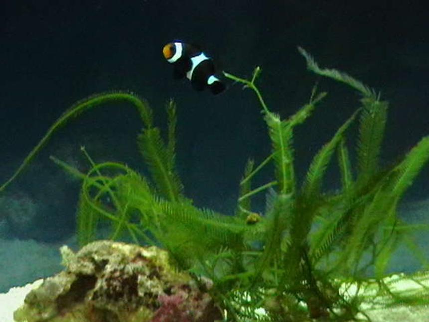 Rated #52: Saltwater Fish - Amphiprion Ocellaris Var. - Black And White Ocellaris Clownfish Stocking In 5 Gallons Tank - Black Ocellaris Clown, yet to turn completely black!