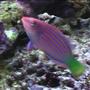 saltwater fish - pseudocheilinus hexataenia - six line wrasse stocking in 24 gallons tank - here is a low quality pic of my sixline wrasse