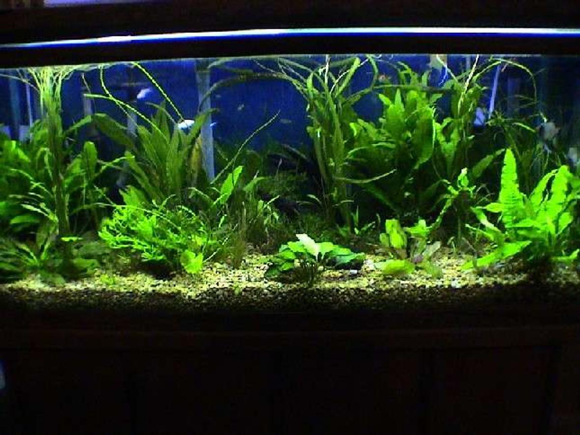 75 gallons planted tank (mostly live plants and fish) - 75 Gallon Oceanic, Freshwater with live plants, Magnum 330 filter, 3 Angel fish, 3 rasboras, 10 neon tetras, 3 otto's, 3 mollies