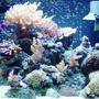 24 gallons reef tank (mostly live coral and fish) - One more Pic Of my Tank