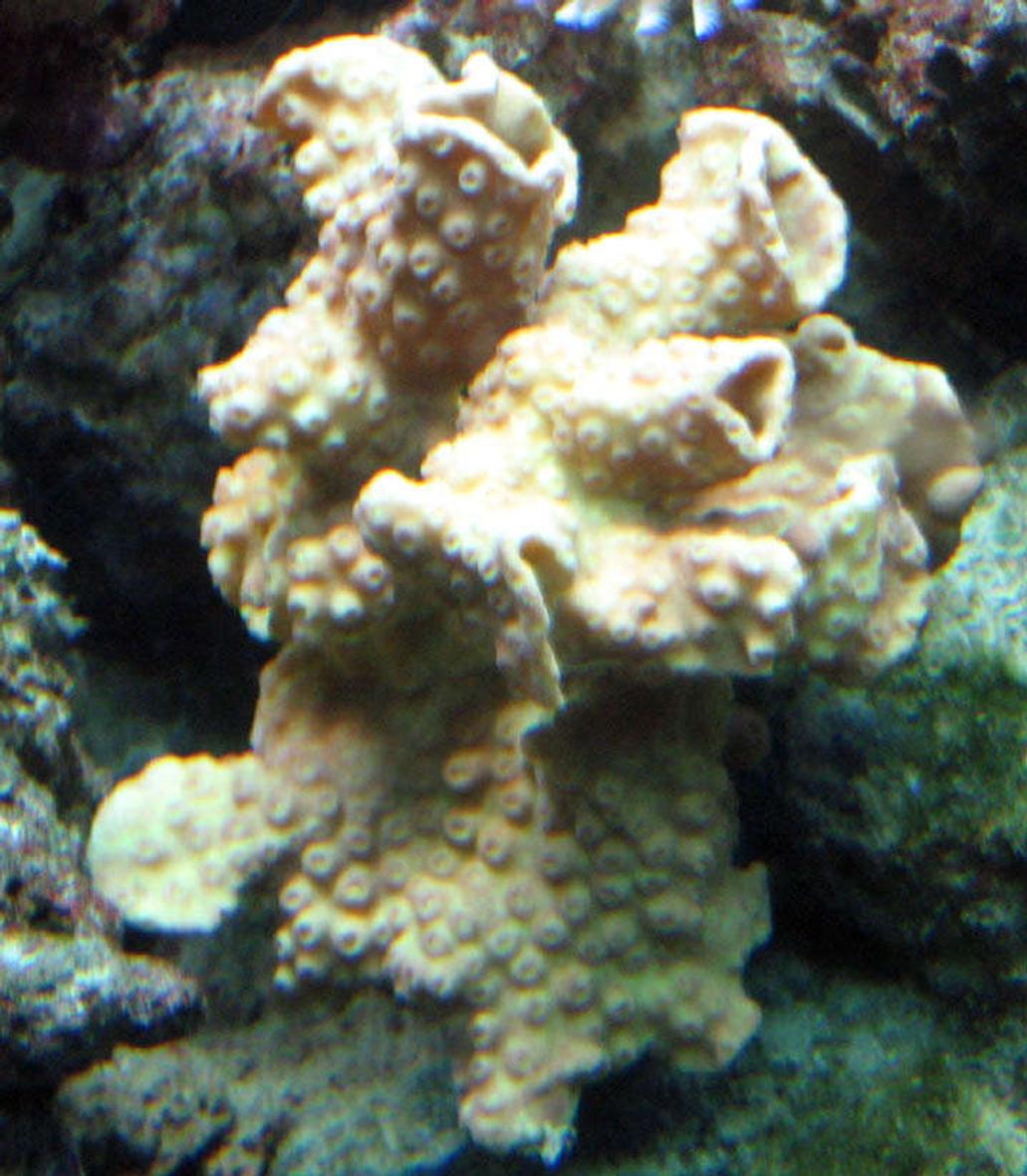corals inverts - turbinaria sp. - ruffled ridge coral stocking in 110 gallons tank - Scroll Coral