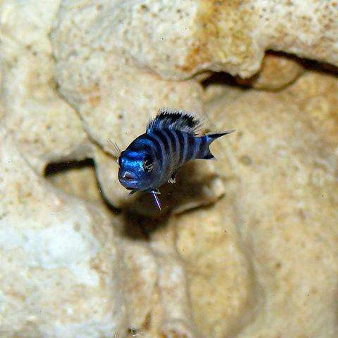 freshwater fish - pseudotropheus demasoni - demasoni cichlid stocking in 32767 gallons tank - baby demasoni. approx 1.5"