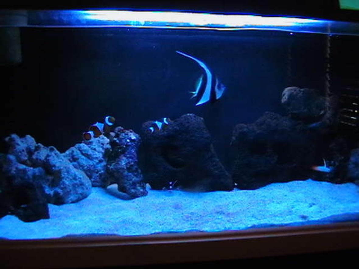 5 gallons saltwater fish tank (mostly fish, little/no live coral) - My brothers 65 GALLON Marine Aquarium at night. Look for more of his pics soon!