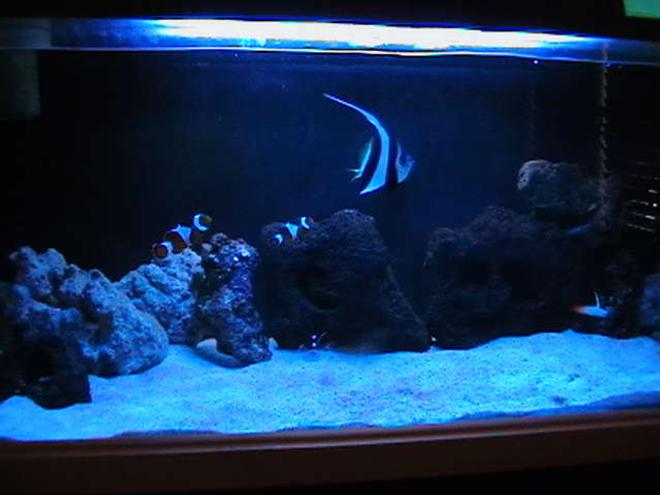 5 gallons saltwater fish tank (mostly fish, little/no live coral) - My brothers 65 GALLON Marine Aquarium at night. Look for more of his pics soon!