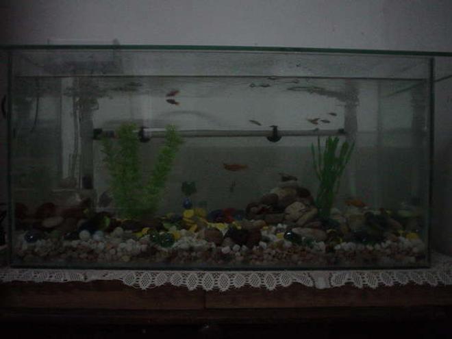 16 gallons freshwater fish tank (mostly fish and non-living decorations) - New tank with New inhabitants
2 Sailfin Mollies
2 Bala Shark
8 Neon Tetra
4 Plattys
2 Blue Dwarf Gourami
2 Zebra Danios

Update @ 10/12/2006
1 Zebra Danios
1 Sailfin Moly
2 Plattys
2 Bala Sharks
5 Neon Tetra.
1 Blue Dwarf Gourami.

Death Toll:
1 Blue Dwarf Gourami (Female)
1 Sailfin Moly
1 Platy
1 Neon Tetra

Missing Tolls:
2 Neon Tetra
1 Platty
1 Zebras Danios

Anyone can help why these fish have disappeared.. Very strange...
I'm thinking maybe the sharks ate them, what do you think?