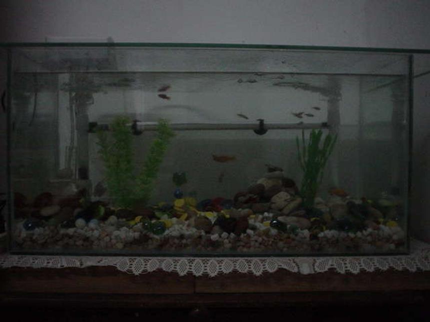 Rated #431: 16 Gallons Freshwater Fish Tank - New tank with New inhabitants
2 Sailfin Mollies
2 Bala Shark
8 Neon Tetra
4 Plattys
2 Blue Dwarf Gourami
2 Zebra Danios

Update @ 10/12/2006
1 Zebra Danios
1 Sailfin Moly
2 Plattys
2 Bala Sharks
5 Neon Tetra.
1 Blue Dwarf Gourami.

Death Toll:
1 Blue Dwarf Gourami (Female)
1 Sailfin Moly
1 Platy
1 Neon Tetra

Missing Tolls:
2 Neon Tetra
1 Platty
1 Zebras Danios

Anyone can help why these fish have disappeared.. Very strange...
I'm thinking maybe the sharks ate them, what do you think?