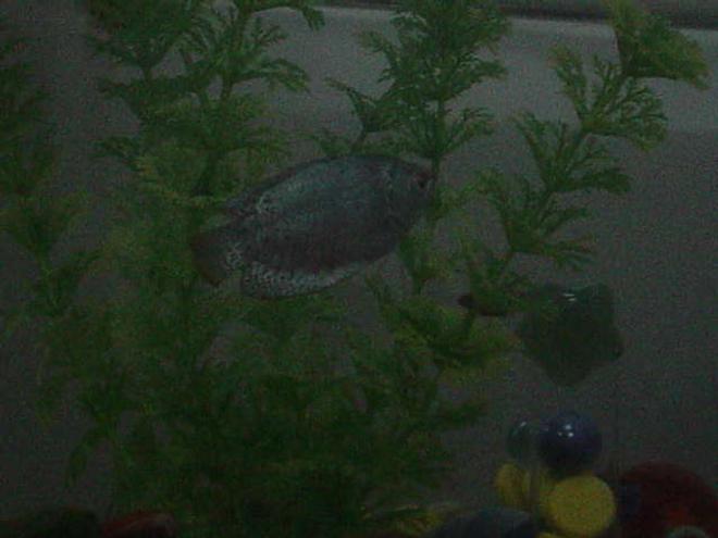 freshwater fish - colisa lalia - neon blue dwarf gourami stocking in 16 gallons tank - Blue Dwarf Gourami