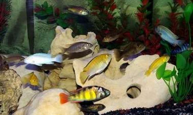 40 gallons freshwater fish tank (mostly fish and non-living decorations) - My 40G African Cichlid Tank