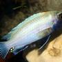 freshwater fish - pseudotropheus polit - polit cichlid stocking in 40 gallons tank - My Adult Male Pseudetropheus Polit