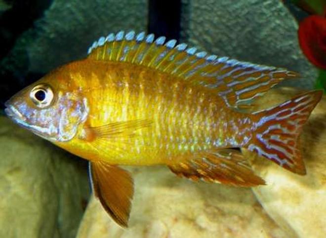 freshwater fish - aulonocara stuartgranti - orange peacock stocking in 40 gallons tank - My Dominant Male Maleri Peacock