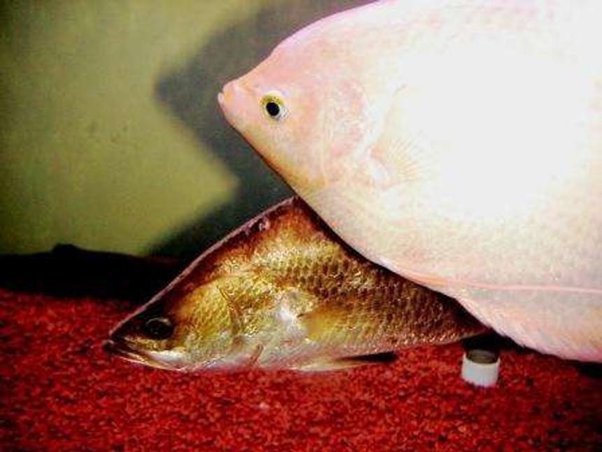 Rated #136: Freshwater Fish - Helostoma Temmincki - Kissing Gourami - gourami and bara