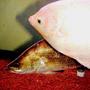 freshwater fish - helostoma temmincki - kissing gourami - gourami and bara