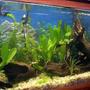 20 gallons planted tank (mostly live plants and fish) - green
