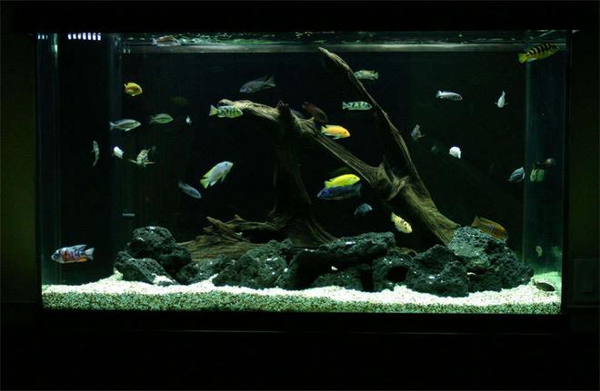 155 gallons freshwater fish tank (mostly fish and non-living decorations) - My 155 gallon Cichlid tank