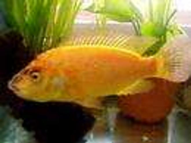 freshwater fish - oreochromis mossambicus stocking in 70 gallons tank - oreochromis mossambicus 
cichlidé femellé