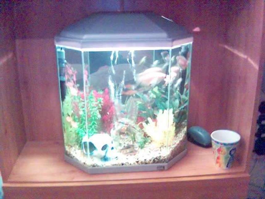 Rated #404: 10 Gallons Freshwater Fish Tank - plastic paradise