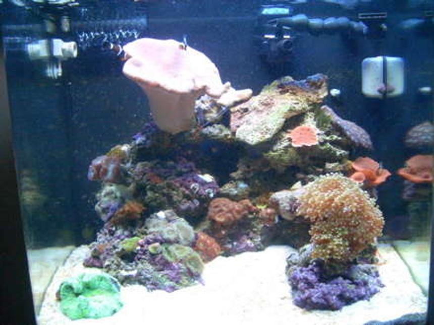 Rated #137: 24 Gallons Reef Tank - Here is my my 24G moded NanoCube.  11 months old.