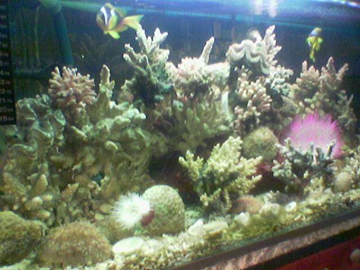 80 gallons reef tank (mostly live coral and fish) - Myy salt water tank