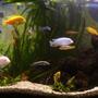 260 gallons freshwater fish tank (mostly fish and non-living decorations) - old cichlid tank 300l juwel