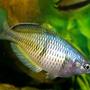 freshwater fish - melanotaenia boesemani - boesemani rainbow stocking in 40 gallons tank - Male Boesami Rainbow Displaying