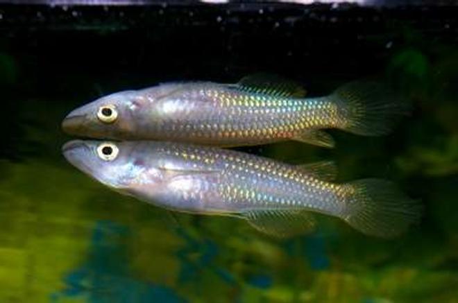 freshwater fish - simpsonichthys magnificus - magnificus killifish stocking in 40 gallons tank - Is this one Golden Wonder Killie....or two? Didn't see the reflection until after the picture was downloaded
