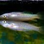 freshwater fish - simpsonichthys magnificus - magnificus killifish stocking in 40 gallons tank - Is this one Golden Wonder Killie....or two? Didn't see the reflection until after the picture was downloaded