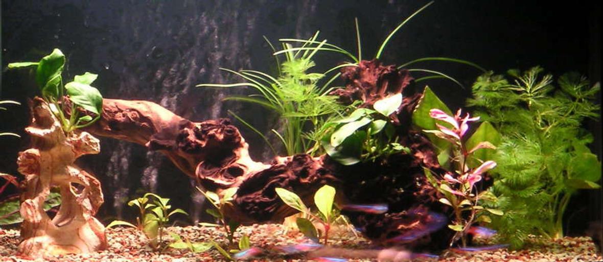 20 gallons planted tank (mostly live plants and fish) - 65*32*37cm fresh water tank