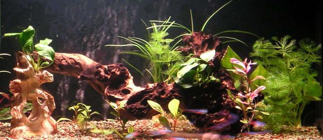 20 gallons planted tank (mostly live plants and fish) - 65*32*37cm fresh water tank