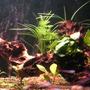 20 gallons planted tank (mostly live plants and fish) - 65*32*37cm fresh water tank