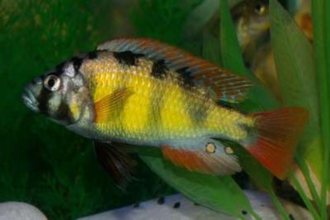 freshwater fish - haplochromis sp. 44 - red tail stocking in 40 gallons tank - King Of My 40 Gallon Tank.....Lake Victorian Haplochromis SP44 "Thick Skin"