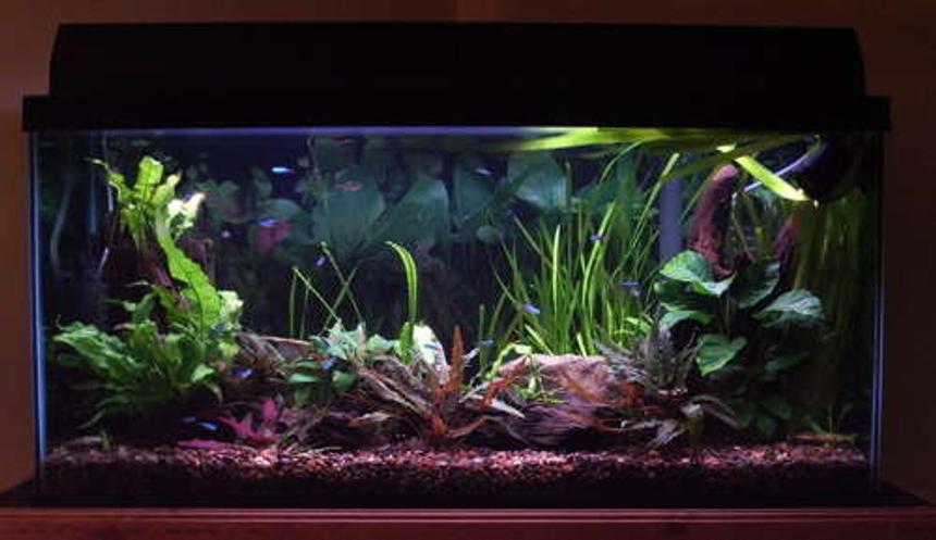 Rated #1369: 33 Gallons Planted Tank - 33 gallon freshwater planted tank, outfitted with overflow box leading to a sump/refugium on reverse photosynthetic cycle. Driftwood, anubius, cryps, otto cats, neons, flower shrimp, freshwater clams and more. 2x powerglo 36", substrate heater, gravel/flourite, hagne CO2 diffuserx2, seachem additives.