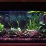 33 gallons planted tank (mostly live plants and fish) - 33 gallon freshwater planted tank, outfitted with overflow box leading to a sump/refugium on reverse photosynthetic cycle. Driftwood, anubius, cryps, otto cats, neons, flower shrimp, freshwater clams and more. 2x powerglo 36", substrate heater, gravel/flourite, hagne CO2 diffuserx2, seachem additives.