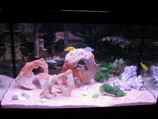 20 gallons freshwater fish tank (mostly fish and non-living decorations) - FIRST SMALL CICHLID TANK