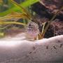 freshwater fish - corydoras ornatus - ornate cory cat stocking in 20 gallons tank - My Lovely Corydoras Trilineatus