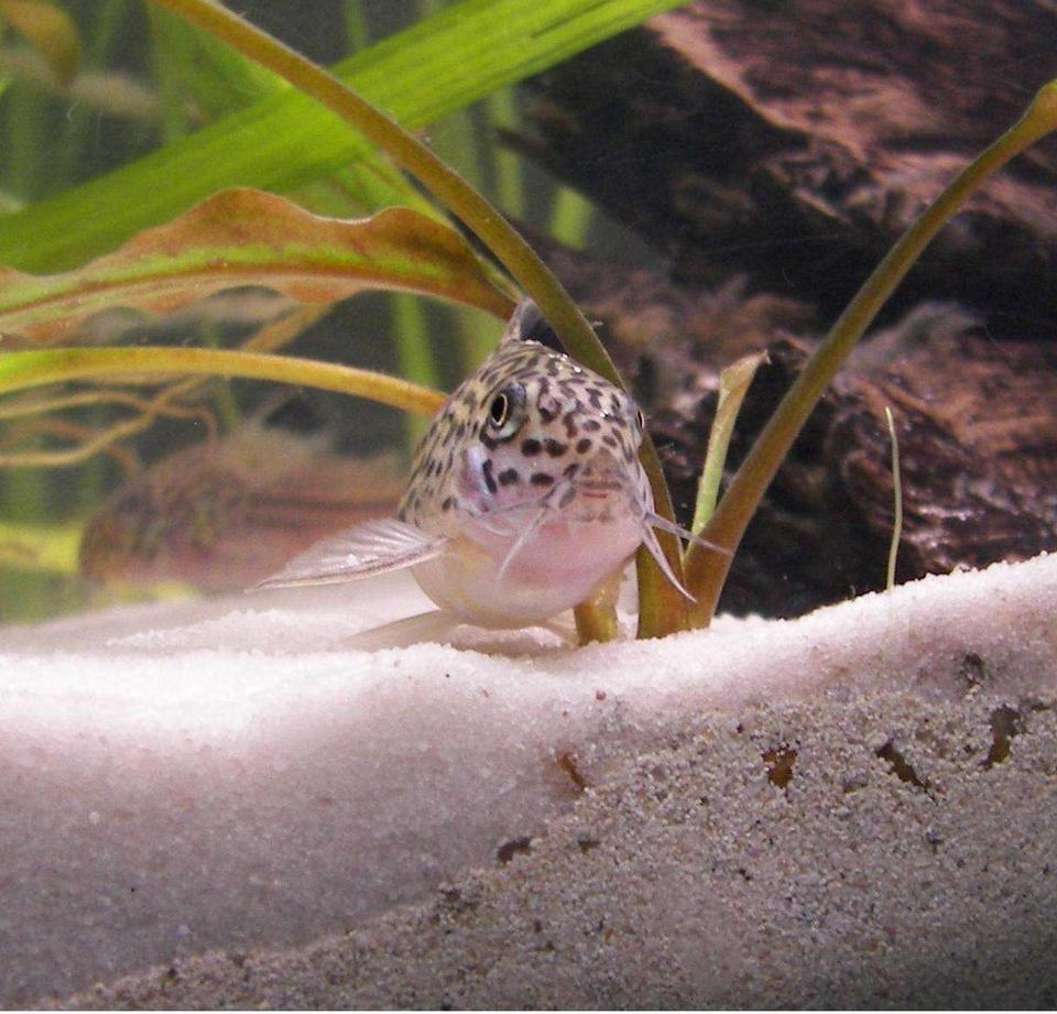 freshwater fish - corydoras ornatus - ornate cory cat stocking in 20 gallons tank - My Lovely Corydoras Trilineatus