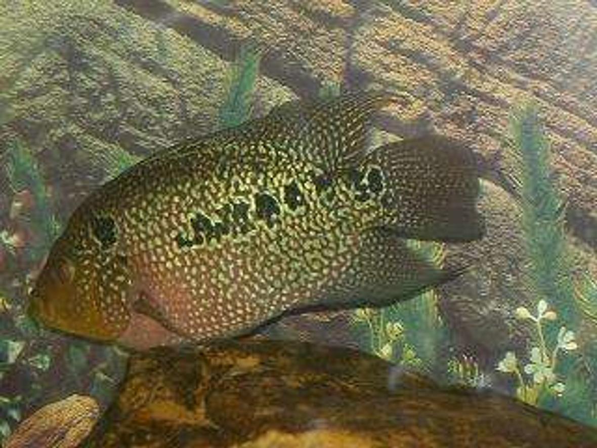 freshwater fish - herichthys carpinte - green texas cichlid stocking in 50 gallons tank - Flowerhorn