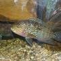 freshwater fish - nandopsis octofasciatum - jack dempsey stocking in 50 gallons tank - Jack Dempsey