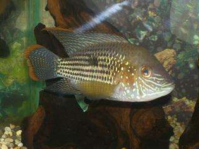 freshwater fish - aequidens rivulatus - green terror stocking in 50 gallons tank - Green Terror