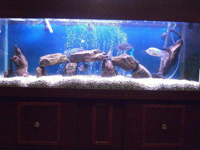 50 gallons freshwater fish tank (mostly fish and non-living decorations) - American Cichlid Tank