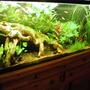 55 gallons planted tank (mostly live plants and fish) - planted 55 gal