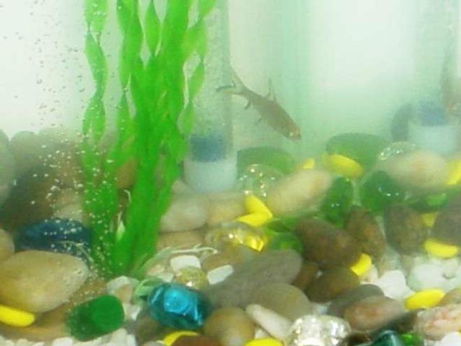 freshwater fish - balantiocheilus melanopterus - bala shark stocking in 16 gallons tank - Bala Sharks