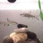 freshwater fish - balantiocheilus melanopterus - bala shark stocking in 16 gallons tank - Sharks