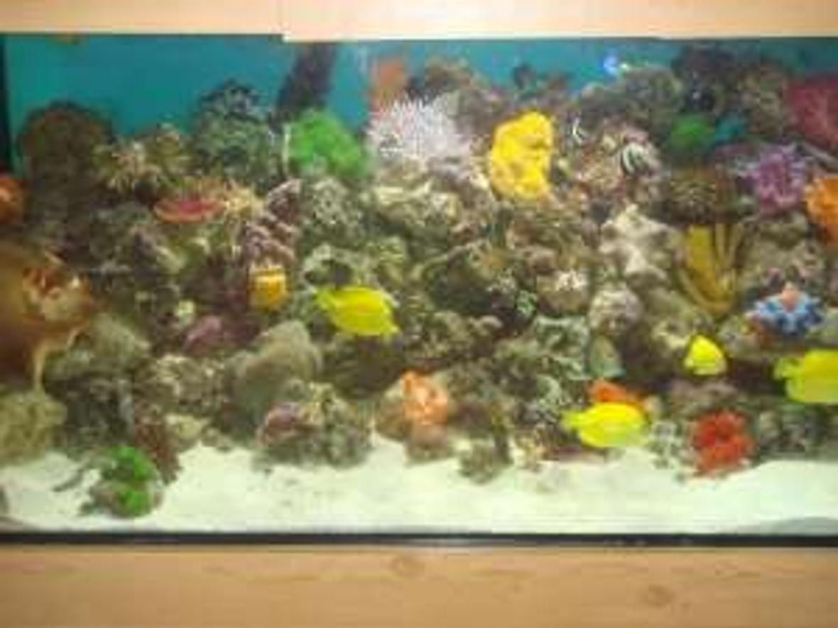 250 gallons reef tank (mostly live coral and fish) - 7x2x2 with 3 other tanks connected