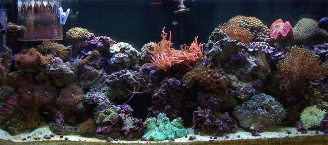 55 gallons reef tank (mostly live coral and fish) - 55gal reef