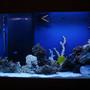 90 gallons saltwater fish tank (mostly fish, little/no live coral) - 90 gallon with live rock and sand