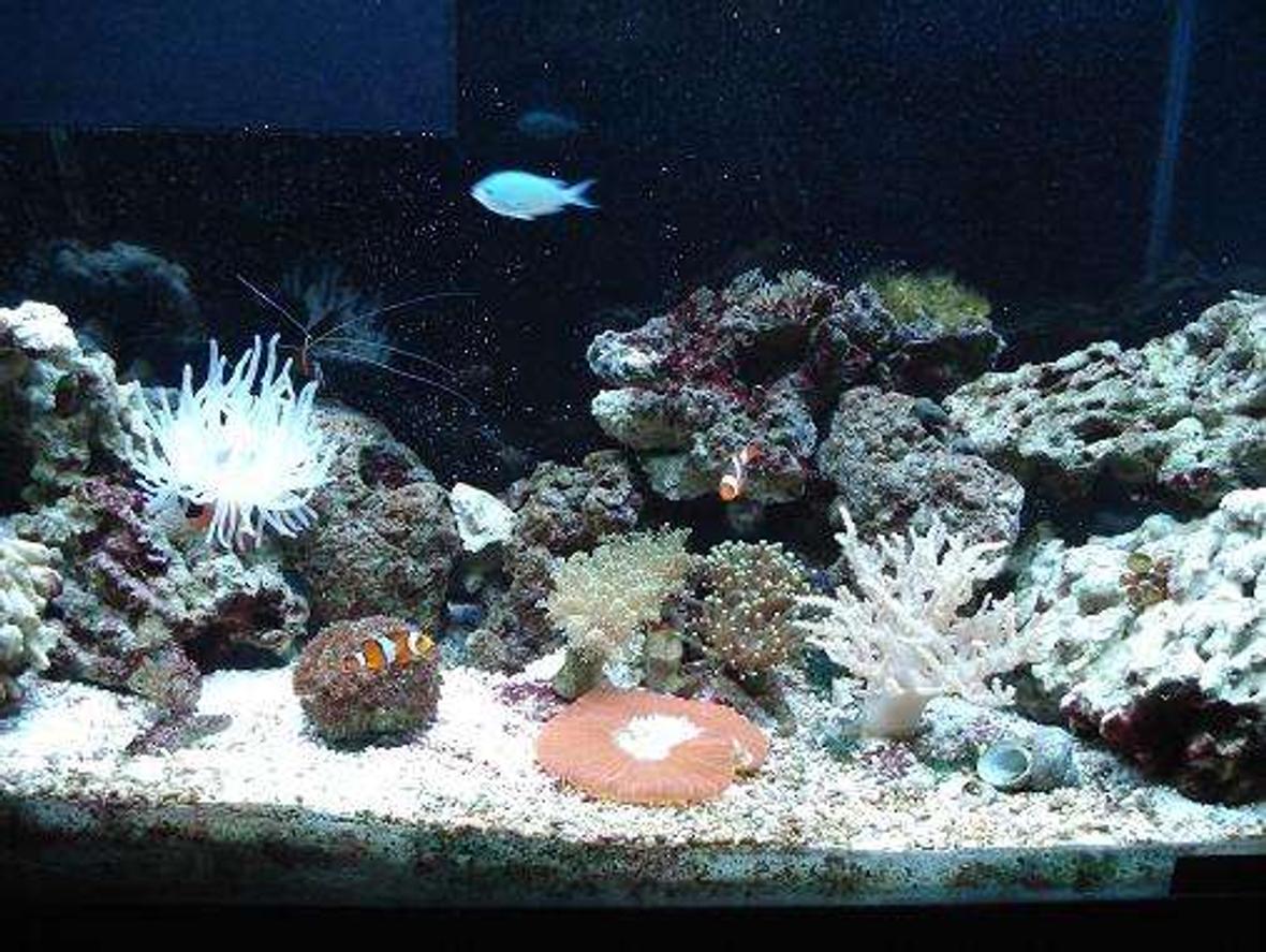 29 gallons reef tank (mostly live coral and fish) - 29 gal with 10 gal refuge and 10 gal sump