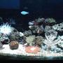29 gallons reef tank (mostly live coral and fish) - 29 gal with 10 gal refuge and 10 gal sump