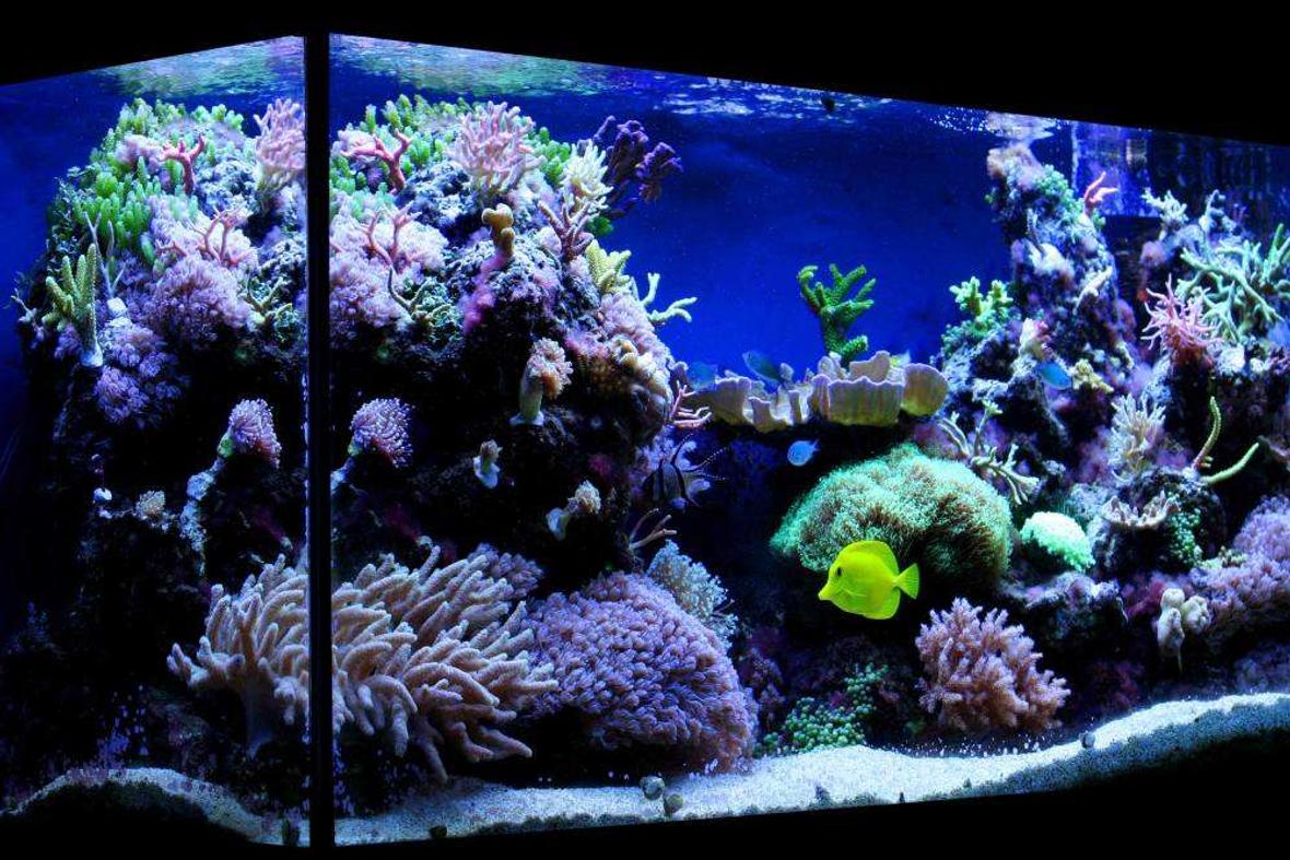100 gallons reef tank (mostly live coral and fish) - My 100 gallon (375L) reef tank.