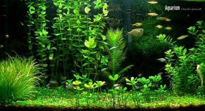 planted tank (mostly live plants and fish) - Chimid's 2Ft plant tank 2006